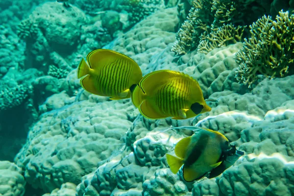 Underwater panorama med fisk — Stockfoto