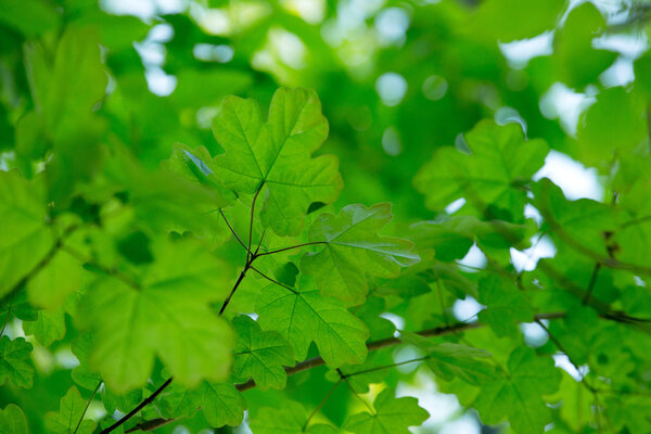 зеленые листья фона