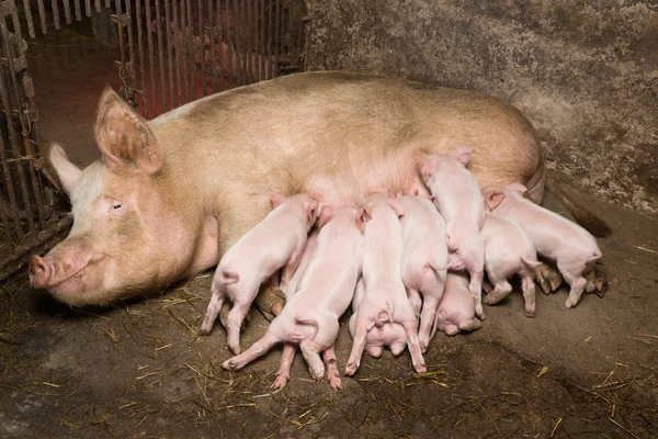 Weinig biggen zuigen hun moeder — Stockfoto