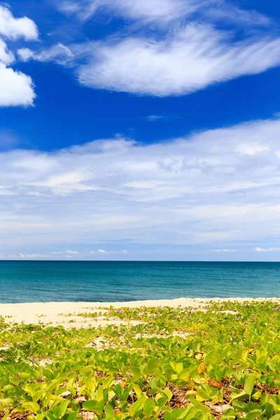 Tropical sea beach — Stock Photo, Image