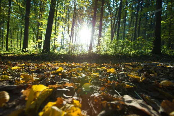 Alberi della foresta verde — Foto Stock