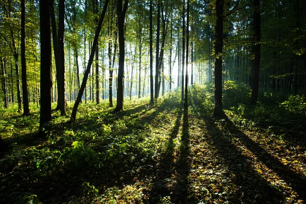 Floresta verde árvores — Fotografia de Stock