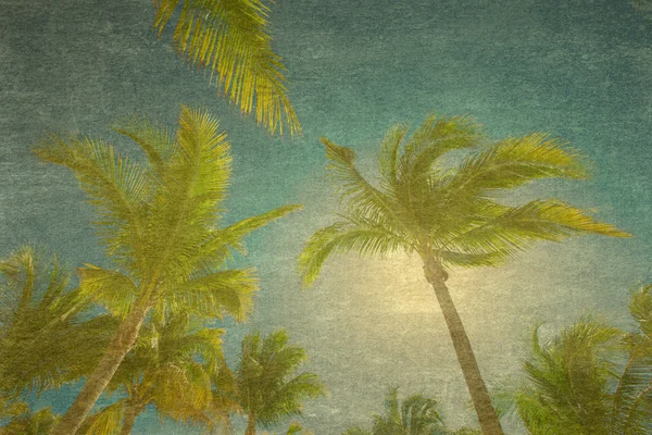 Tropikal palmiye ağaçları arka plan — Stok fotoğraf