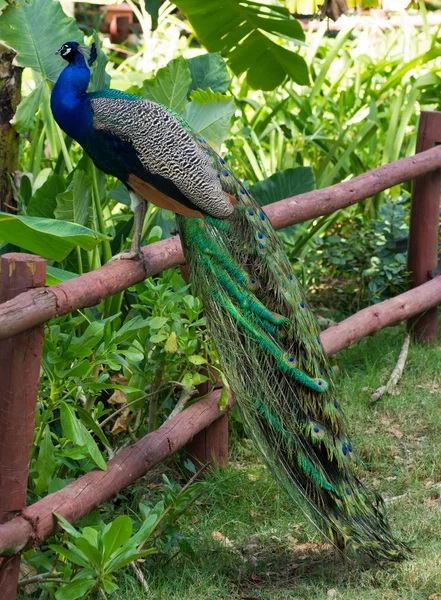 Peacock on  green background — Stock Photo, Image