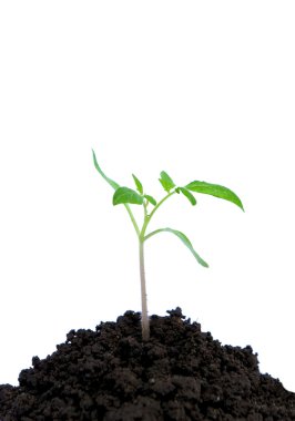 küçük yeşil bitki 