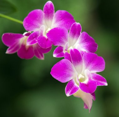 güzel orkide çiçekler