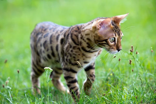 Niedliche Katze auf grünem Rasen — Stockfoto