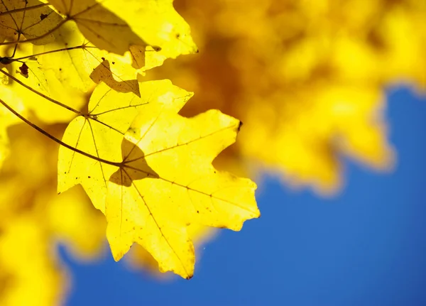 Autunno foglie sfondo — Foto Stock