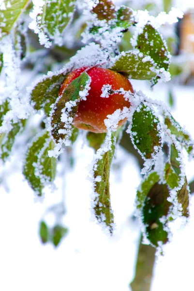 Apple on tree in winter — Stock Photo, Image