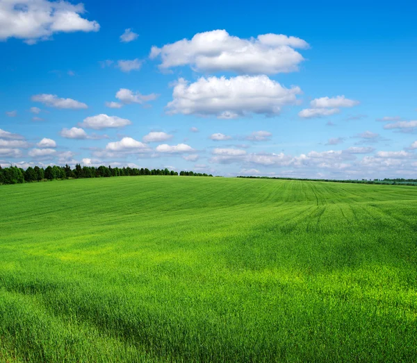 緑の野と空 — ストック写真
