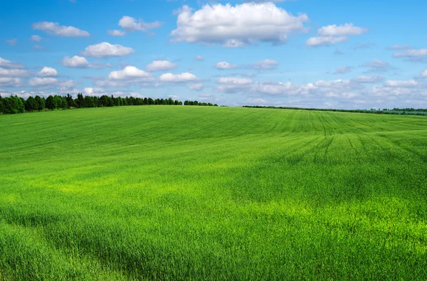 Grönt fält och himmel — Stockfoto