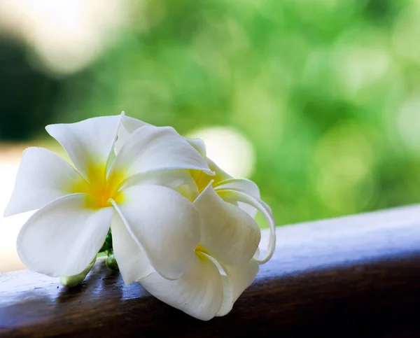 Vackra frangipani blomma — Stockfoto