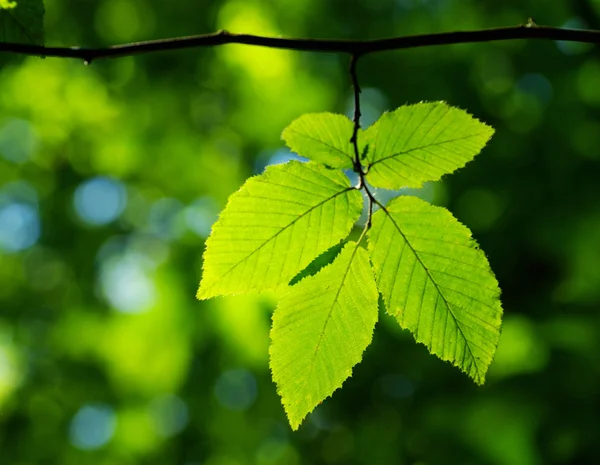 Hojas verdes fondo — Foto de Stock