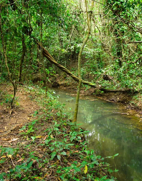 Stream in  tropical forest — Stock Photo, Image