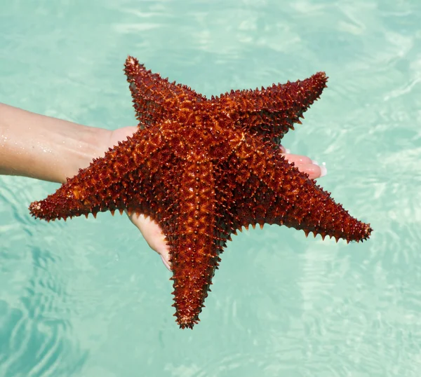 Starfish in hand in sea — Stock Photo, Image