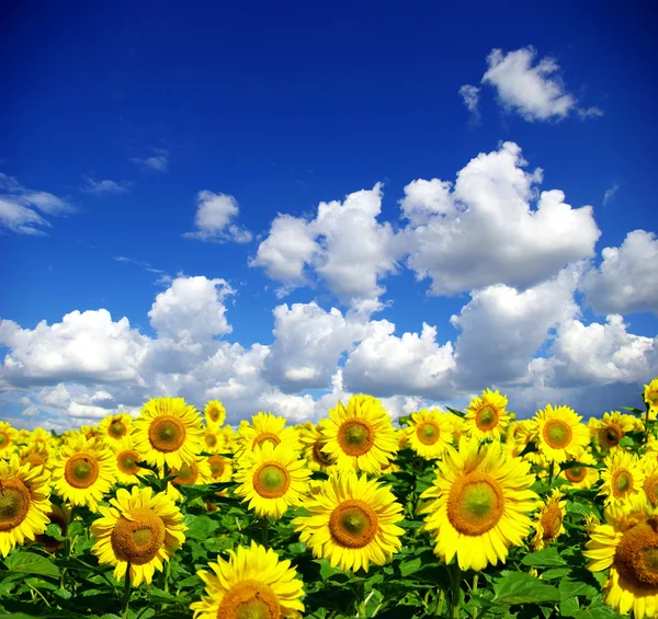 Solrosfält och blå himmel — Stockfoto