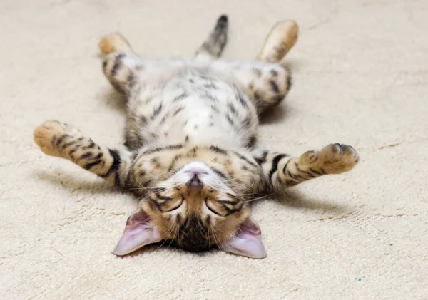 Pequeño gatito británico duerme — Foto de Stock