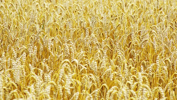 Field of wheat at summer — Stock Photo, Image