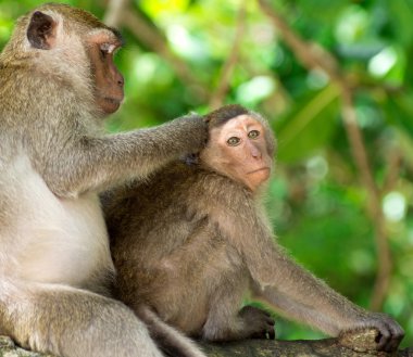 maymunlar hayvan doğaya