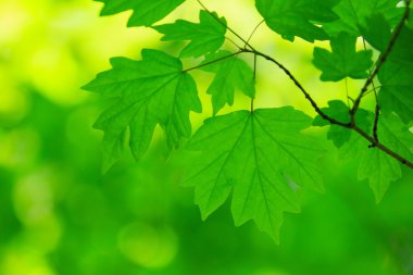 yeşil yapraklar arkaplan