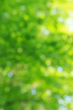 Yeşil bokeh arka plan