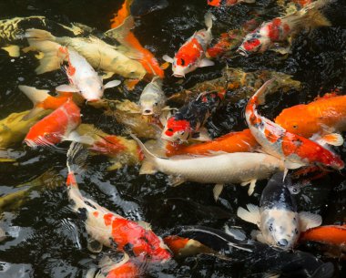 ortak carps suda yüzmek