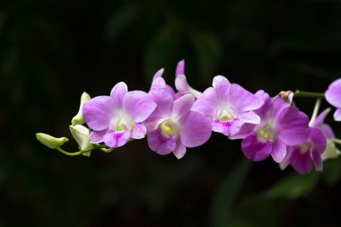 güzel orkide çiçekler