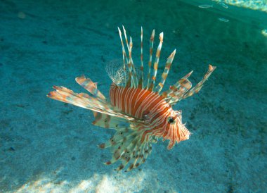 Closeup roze bloem op breeze - groen gras achtergrond wazig