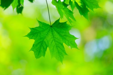 yeşil yapraklar arkaplan