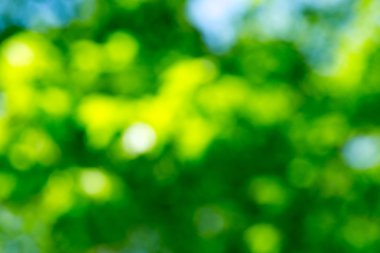 Doğal yeşil arkaplan