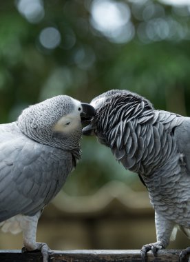 Amerika papağanı papağan hayvan