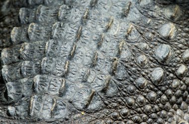 Timsah derisi dokusu