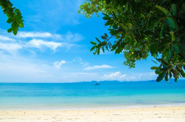 plaj ve tropikal deniz