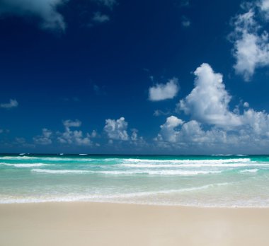 Caribbean beach ve palmiye ağaçları