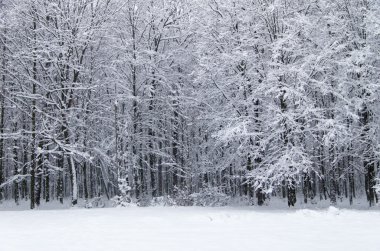 Kış orman soğuk gün