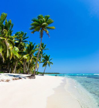 Caribbean beach ve palmiye ağaçları