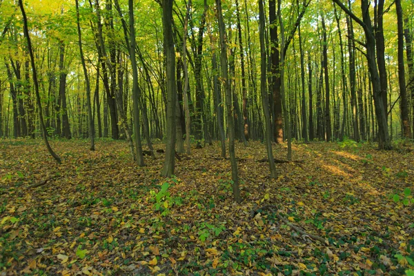 Forest trees in green wood — Stock Photo, Image