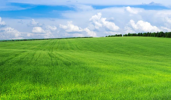 Yeşil alan ve gökyüzü — Stok fotoğraf