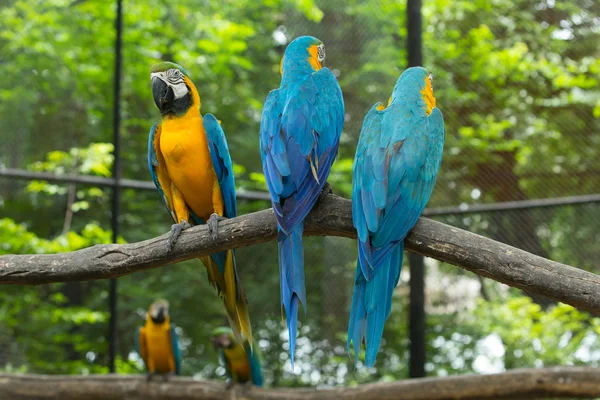 Papagaios Macaws coloridos — Fotografia de Stock