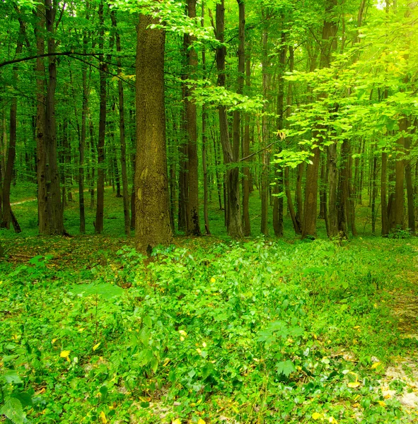 Zielony las drzew. — Zdjęcie stockowe