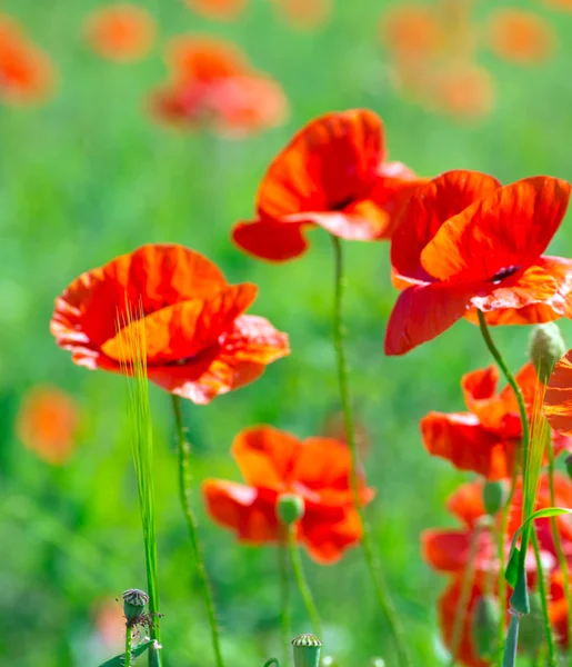 Poppies flowers on cereal field — Stock Photo, Image