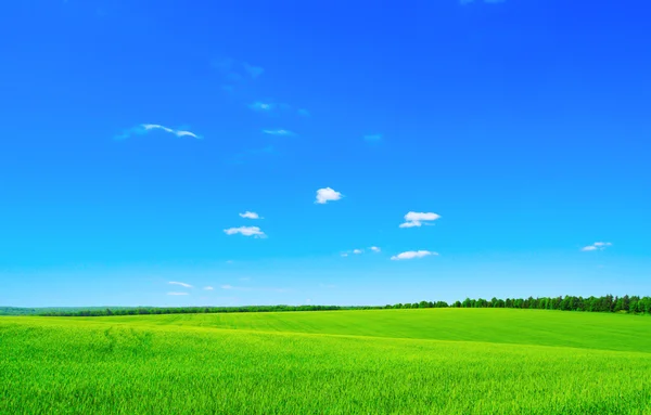 Grönt fält och himmel — Stockfoto