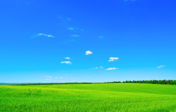 зеленое поле и небо