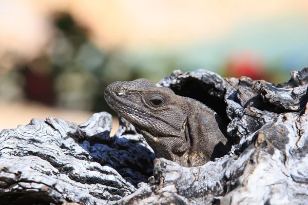 Iguana na gałęzi drzewa — Zdjęcie stockowe