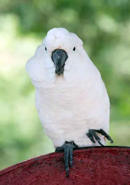 Parrot   sitting on  perch — Stock Photo, Image