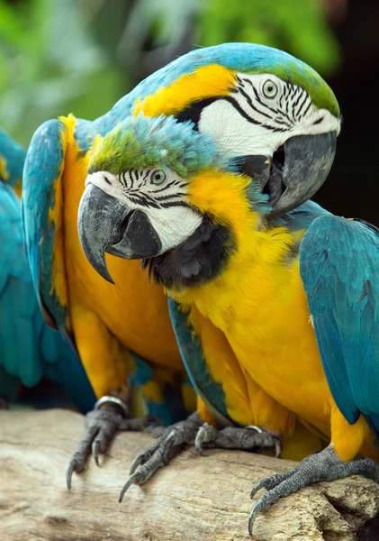 Guacamayos coloridos loros —  Fotos de Stock