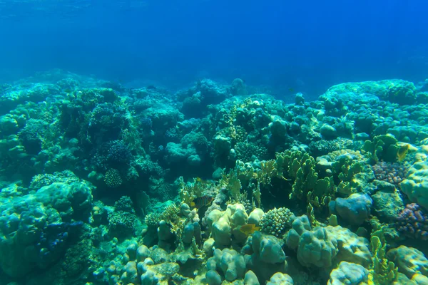 Panorama sous-marin avec des poissons — Photo