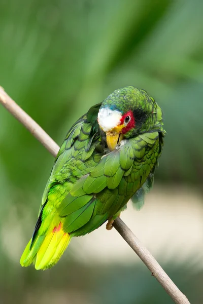 Parrot bird sitting on the perch — Stock Photo, Image