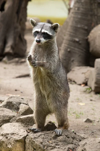 Raccoon animal staring — Stock Photo, Image