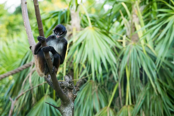 Singe araignée sur l'arbre — Photo